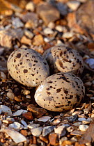 Little tern (Sternula albifrons) eggs in beach nest, Hampshire, UK