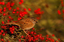 Dunnock / Hedge accentor (Prunella modularis)  in hawthorn bush with red berries, England