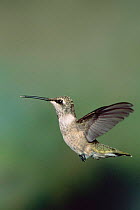Broad tailed hummingbird hovering (S platycercus)  Arizona, USA