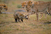 Inquisitive cheetahs (Acinonyx jubatus) with Bat eared fox {Otocyon megalotis} Masai Mara