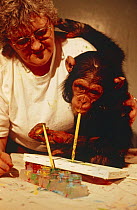 Young Chimpanzee {Pan troglodytes} painting with keeper, Chicago Zoo, USA