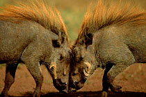 Warthogs 'head to head'. Kenya, Masai Mara
