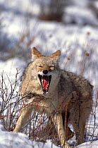 Coyote baring teeth (Canis latrans) captive
