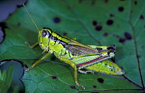 Green Mountain grasshopper. (Miramella alpina) Yugoslavia