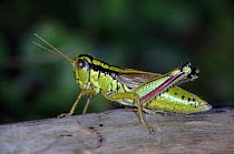 Green Mountain grasshopper, Yugoslavia