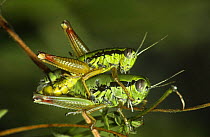 Green Mountain grasshoppers mating (Miramella alpina) former Yugoslavia