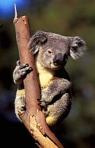 Koala bear  (Phascolarctos cinereus) captive Not available for ringtone/wallpaper use.
