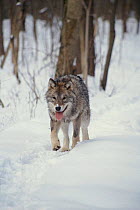 European Grey wolf in Bialowieski NP, Poland
