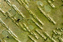 Close up of Hazel tree bark  (Corylus avellana) Scotland