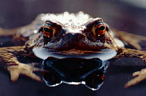 Common European toad female portrait (Bufo bufo) in water, England