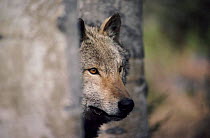 Grey wolf among aspen trees. USA