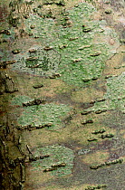 Close up of hazel bark. (Corylus avellana) Scotland