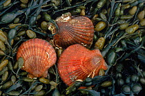 Queen Scallop shells on kelp. (Chlamys opercularis) Scotland
