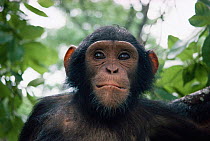 Young orphan chimpanzee (Pan troglodytes) captive, Zambia