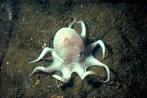 Common Atlantic octopus {Octopus vulgaris) changes colour to camouflage itself. Sequence 1/3. North Atlantic Ocean
