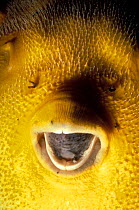 Yellow pufferfish face close-up (Arothron nigropunctatus) Galapagos