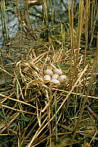 Moorhen nest with eggs (Galinula chloropus) UK
