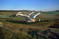 Snow geese (Chen caerulescens) in flight, imprinted captive birds trained to fly beside a car,  UK