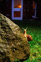 Common garden snail (Helix aspera) at night in garden. England, UK, Europe