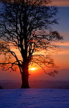 Sun setting behind tree silhouette, in winter at Dyrham Park, near Bath