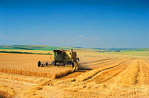 Harvesting cereal crop on Salisbury Plain, Wiltshire