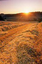 Lines of straw in field of stubble, Dorset, UK