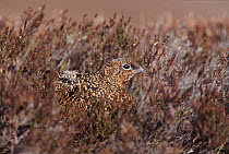 Red grouse female in heather Deeside, Scotland