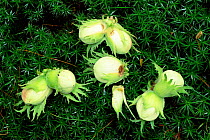 Green hazel nuts lying on moss Scotland (Corylus avellana)