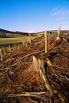 Replanting clear cut forest, Glen Isla, Scotland
