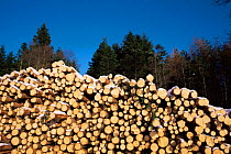 Stack of cut timber to collect Glen Prosen, Scotland