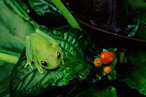Glass frog in rainforest understorey, Ecuador