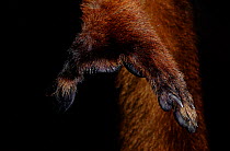 Hand of female Black lemur, Madagascar