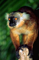 Female Black Lemur (Lemur macaco) Madagascar
