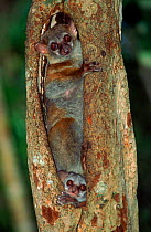 Milne Edward's Sportive Lemur, mother and young, Madagascar