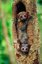 Milne Edward's Sportive Lemur {Lepilemur edwardsi} mother & young, Madagascar