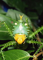 Spiny katydid / Bush cricket {Tettigonoidae} portrait, Ecuador