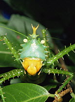 Spiny katydid / Bush cricket {Tettigonoidae} portrait, Ecuador