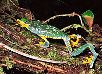 Tree frog moving along tree trunk (Agalychnis craspedopus) Ecuador