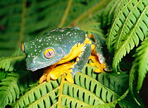 Tree frog (Agalychnis craspedopus) Ecuador