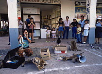 Jungle remedies and animal parts for sale, Lago Agrio (oil town), Ecuador