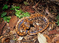 Rainbow boa (Epicrates cenchris) on forest floor at night, note the irridescence of the skin, Ecuador, South America