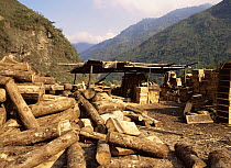 Timber from rainforest, used to make wooden boxes, Ecuador
