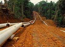Laying pipeline for oil extraction in rainforest. Ecuador, South America