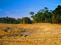 Rainforest clearance for oil facility. Ecuador, South America