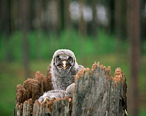 Great Grey Owl chick (Strix nebulosa) at nest site in 400 year old pine tree stump, Sweden.