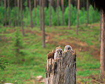 Great Grey Owl chicks (Strix nebulosa) at nest site in 400 year old pine tree stump, Sweden.