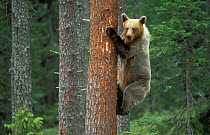 Brown Bear climbing tree (Ursus arctos), Finland