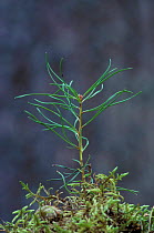 Scots Pine tree seedling. Scotland (Pinus sylvestris) Angus