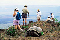 Giant Tortoise (Geochelone elephantopus) and tourists in the Galapagos Islands