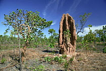 Termite (Isoptera) mound, Kakadu NP, Australia